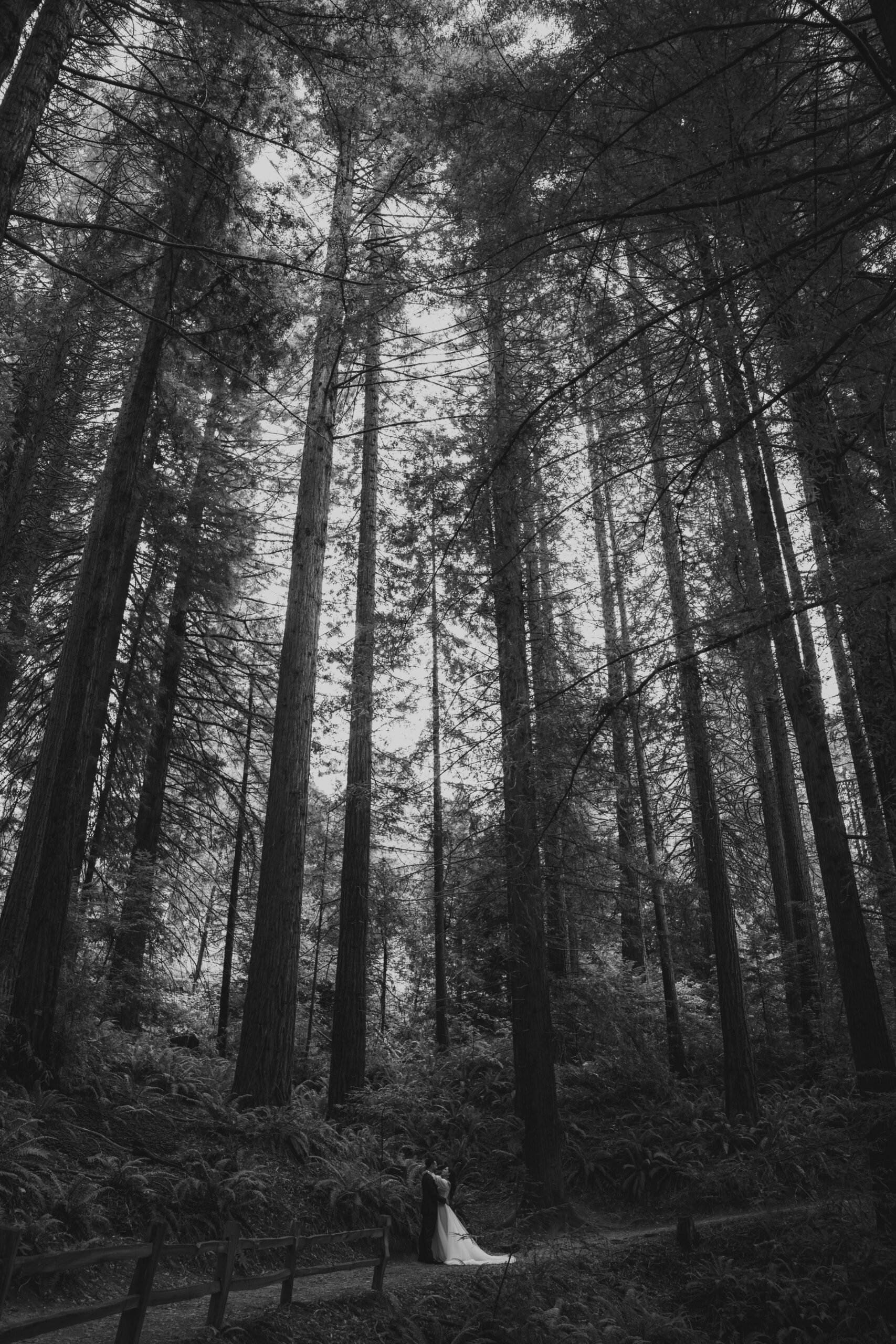 black and white of bride and groom in distance on path with massively tall trees everywhere