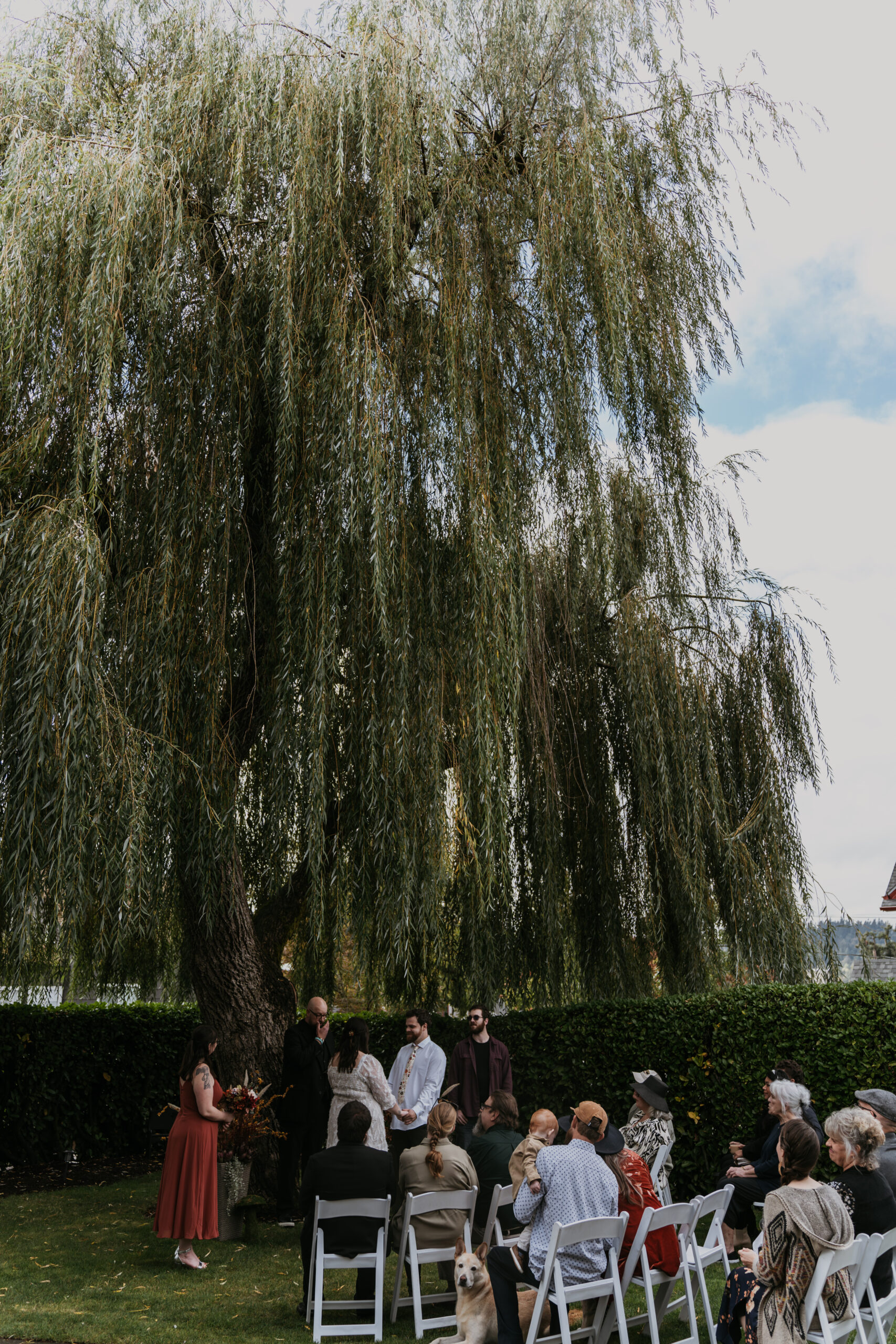 a couple eloping with a few guests under a big willow tree in their backyard