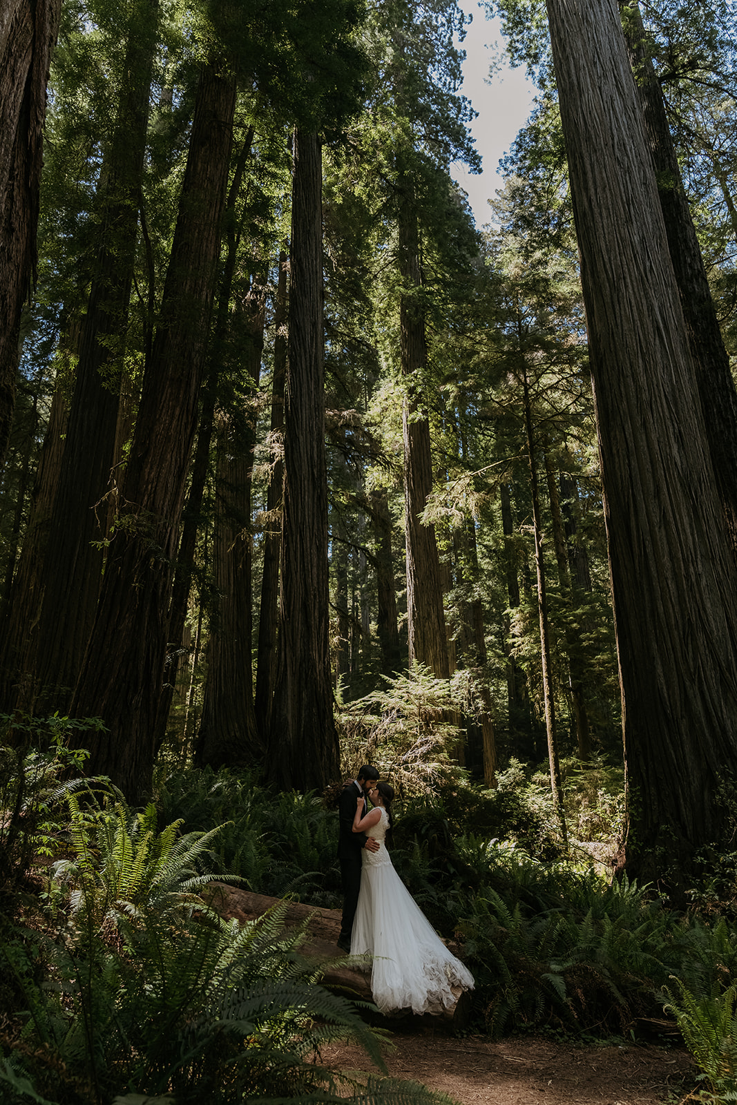 bride and groom kissing on pathway surrounded by super tall trees and ferns